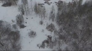 #2 Охота с квадрокоптера  Охота с воздуха на косулю