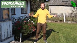 Обработка и лечение картофеля после уборки для длительного хранения.