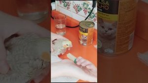 Попугайчик просит кушать