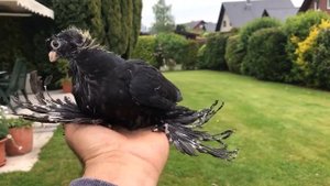 ЧЕРНЫЕ ДВУХЧУБЫЕ ГОЛУБИ / ЖУКИ / PIGEONS / TAUBE #Gulsarinfo©