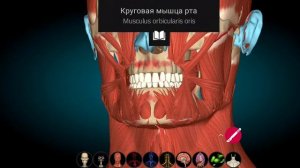 Мимические мышцы в 3D. Крепления, движения, иннервация, кровоснабжение. Миология. Mm. faciei