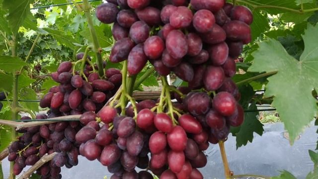 Виноград альянс на 10.08.22. смотреть онлайн