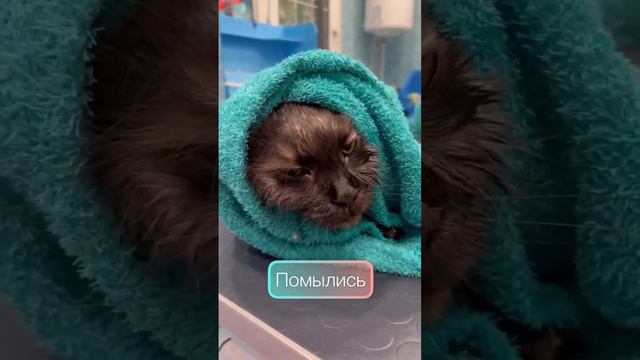 Нужен ли грумер кошке?