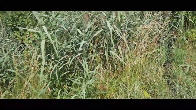 ЭКСКУРСИЯ ПО НАШЕЙ ДАЧЕ | ИДЁМ С МЕТАЛЛОИСКАТЕЛЕМ НА ПРУД смотреть онлайн