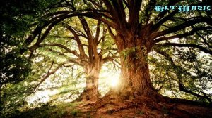 Relaxing music for sleeping #music #relaxing #calming music