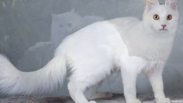 Турецкая Ангора: Всё о породе. Плюсы и минусы. смотреть онлайн