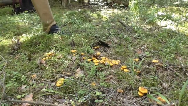 На охоту за лисой, в Подмосковье полно лисички, белые грибы, грибы в Подмосковье 2020 смотреть онлайн