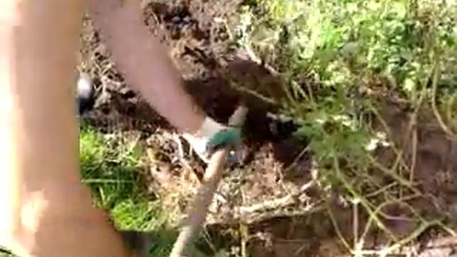 Небывалый урожай картошки!!! смотреть онлайн