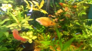 Барбус вуалевый