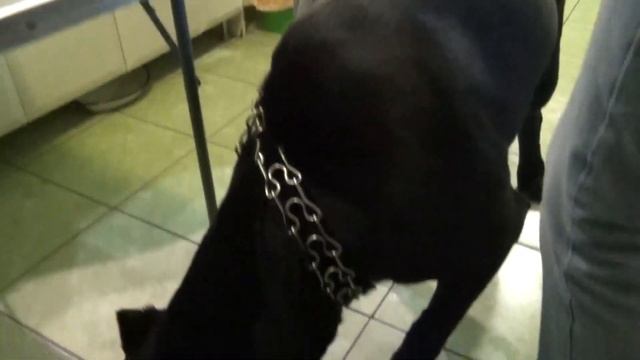 У собаки Кане Корсо болят уши. Едем к ветеринару. Лечим. #canecorso #dogs #собаки