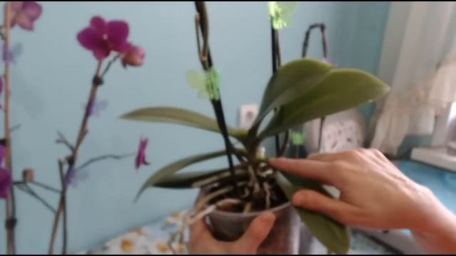 Фаленопсис Phalaenopsis Уход и полив
