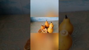 Декоративная груша, красивое и неприхотливое растение