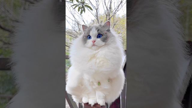 Королева в мире кошек. Котики-муркотики. смотреть онлайн