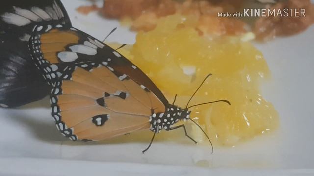 Чем кормить бабочек??? ))) смотреть онлайн