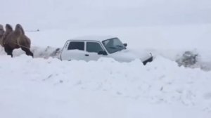 Ездовой Верблюд