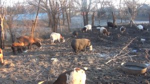 Доброе утро! Мое утро в деревне с козами