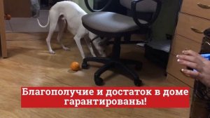 Китайский Новый год