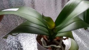 Новые азиатские подростки орхидей Phal.Yellow Lip,Phal.Galaxy .