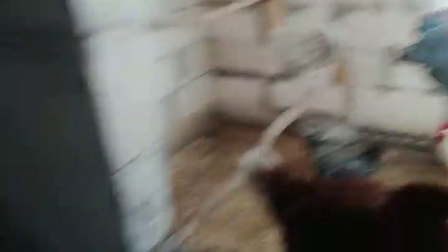 продолжаем забой петухов. смотреть онлайн