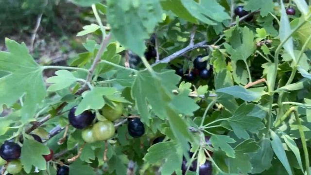 Sweet Pea & Squash in Three Mediums | The Git Go 7-28-21 смотреть онлайн