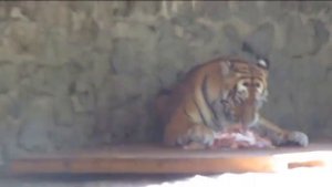 Реклама с тигром