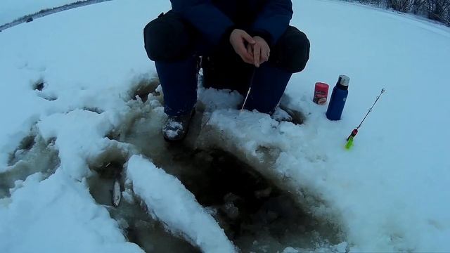 Окунь. Дельта северной Двины. Искали окуня, а нашли сига. (09 января 2019)