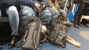 Как перевозить собачек в метро