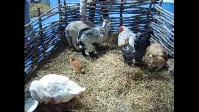 Контактный зоопарк в Москве - 8 916 - 702-1108 смотреть онлайн