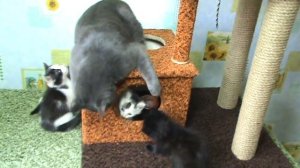 Домик для котят своими руками . Когтеточка .