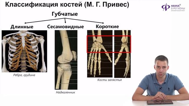 Классификация костей по Мишу. На уроке биологии костя