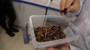 Производство кормового белка и органического удобрения путем переработки пищевых отходов.