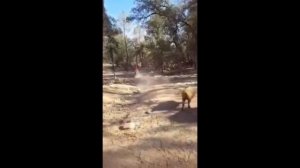 УГАР! ВЕРХОМ на свинье!!!