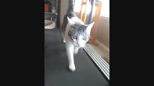Magic On Treadmill смотреть онлайн