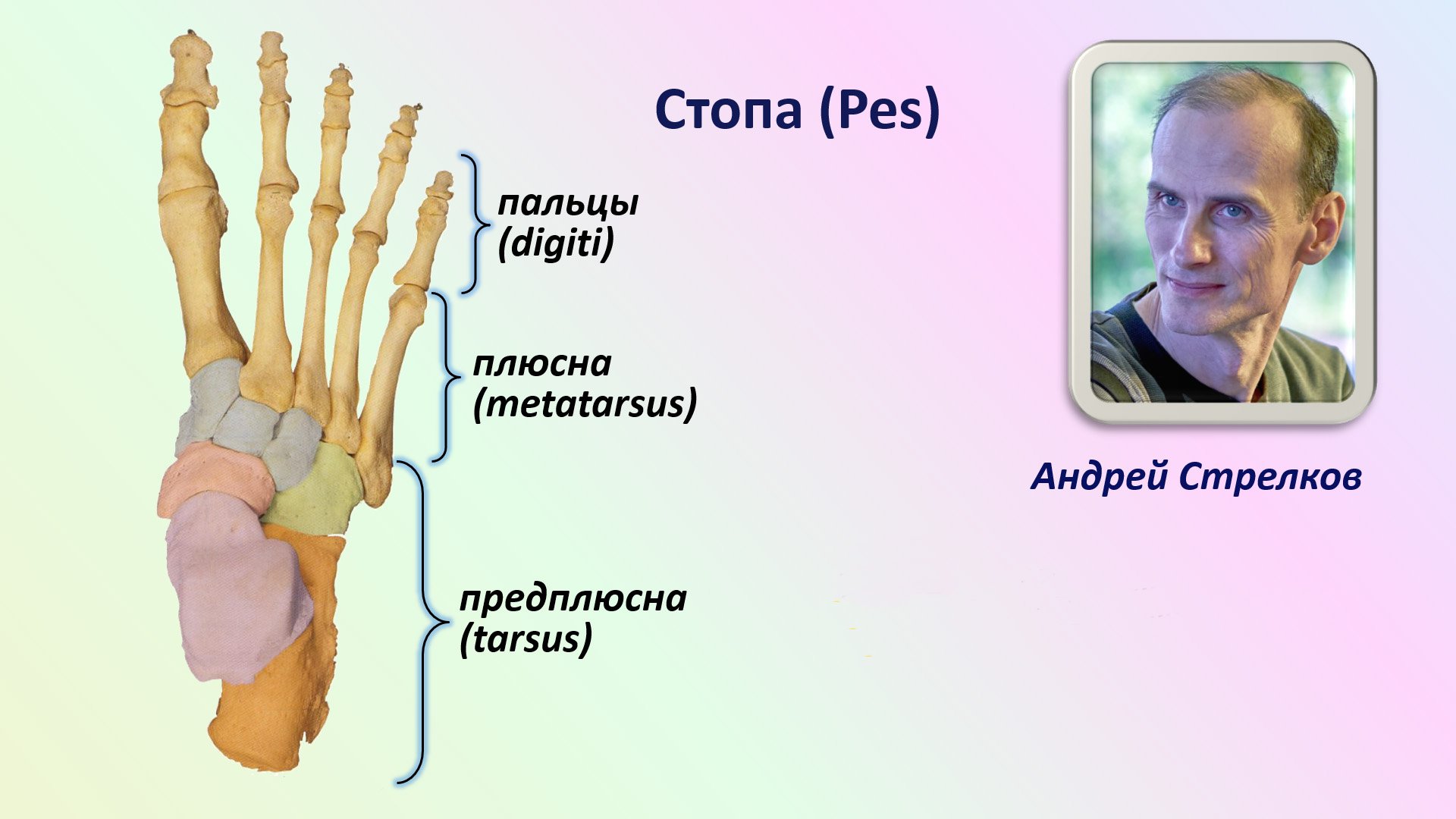 Стопа: анатомия, отделы, строение костей