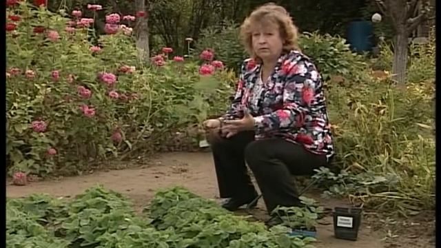 Осенняя посадка плодовых и декоративных культур.Калина и земляника. смотреть онлайн