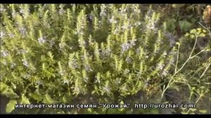 Урожай - Выращивание змееголовника