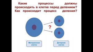 Тема 8. Размножение и рост клеток