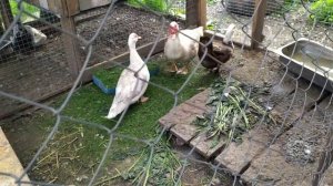 СКОРОСПЕЛАЯ УТКА ГОЛУБОЙ ФАВОРИТ