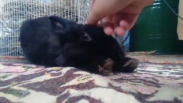 Что нужно для появления кролика? как ухаживать и содержать смотреть онлайн