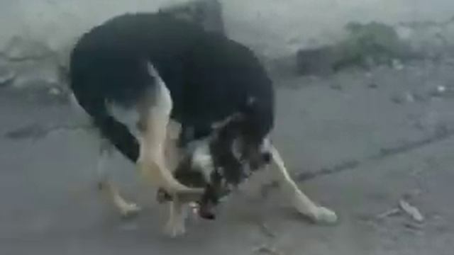 Прикол! Пес не дружит с задними лапами...)) смотреть онлайн