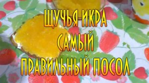 Щучья икра, самый правильный и вкусный посол