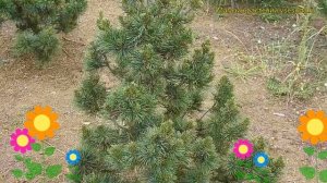 Сосна мягкая. Краткий обзор: Сосна мягкая описание характеристик, где купить pinus strobiflexilis