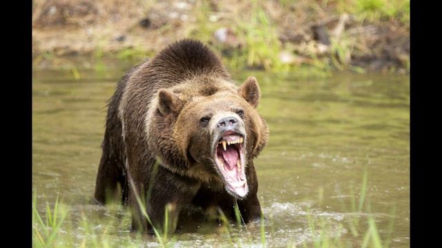 ТОП 5 САМЫХ СВИРЕПЫХ ХИЩНИКОВ смотреть онлайн