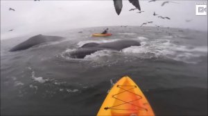Челлендж по отжиманиям среди китов