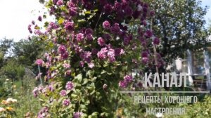 Клематис Пурпуреа Плена Элеганс. Пик цветения /Clematis Purpurea Plena Elegans