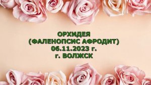 Коллекция цветов "Гербарий". Серия двадцать шестая.