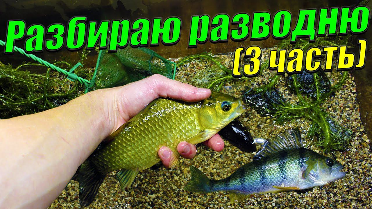 Разбираю рыборазводню аквариумных рыб (3 часть)