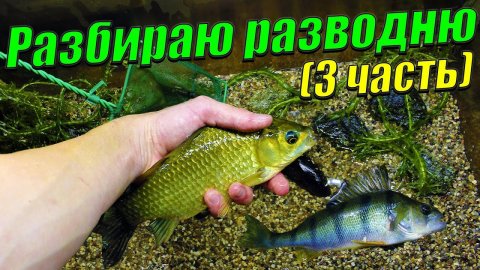 Разбираю рыборазводню аквариумных рыб (3 часть)