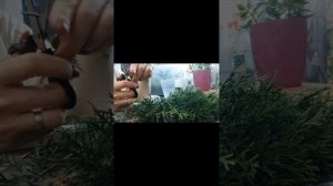 Черенкование туи смарагд осенью