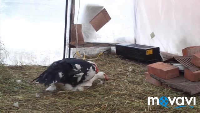 Брачный период у Мускусных уток. Спаривание индоуток. смотреть онлайн